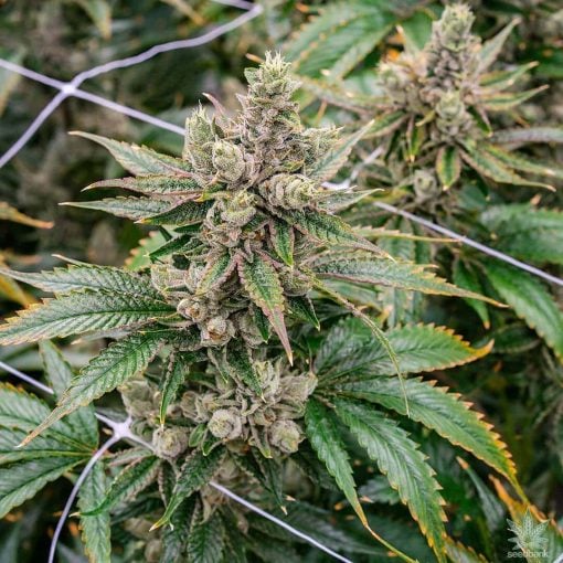 feminized_koshoer_kush_seeds_usa