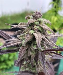 feminized_platinum_cookies_seeds_platinum_scout_seed_kings