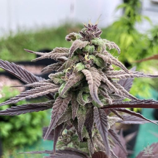 feminized_platinum_cookies_seeds_platinum_scout_seed_kings