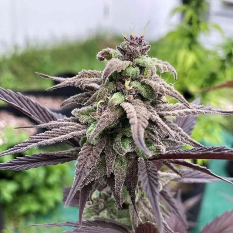 Platinum Cookies Seeds | Feminized Platinum Cookies Strain