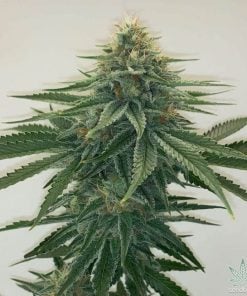 feminisierte_sour_tabgie_seeds