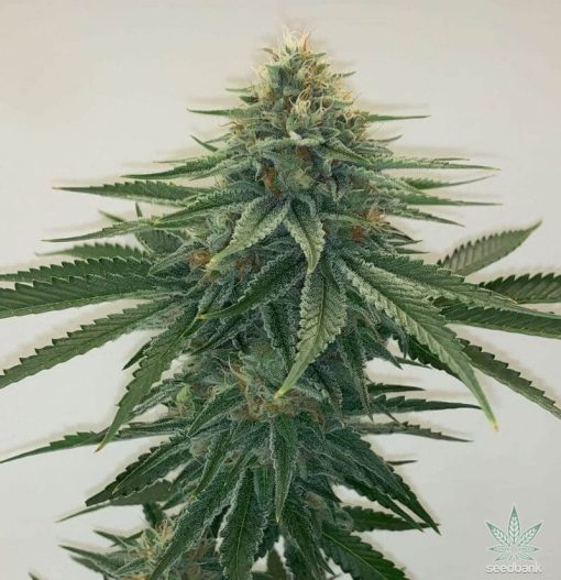 feminisierte_sour_tabgie_seeds