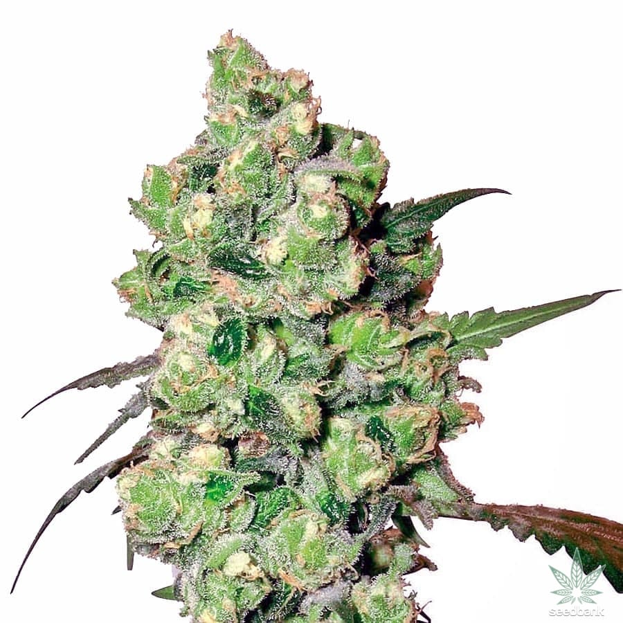 Super Skunk Auto. Silver Pack 3-seeds pack