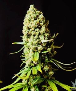 feminized_super_skunk_seeds_seedking.com