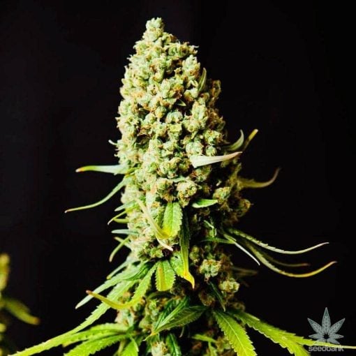 feminisierte_super_skunk_seeds_seedking.com