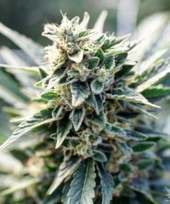 feminized_tahoe_og_kush_cannabis_seeds_seedking.com