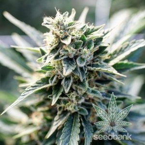 feminized_tahoe_og_kush_cannabis_seeds_seedking.com
