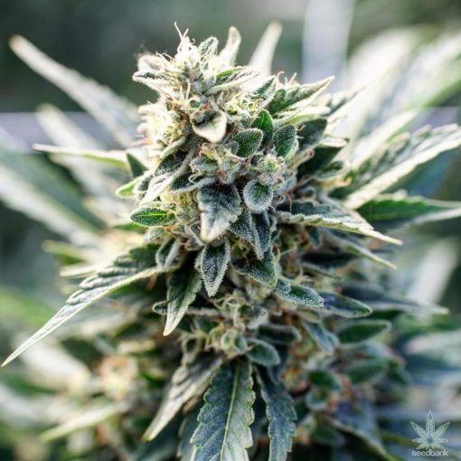 feminized_tahoe_og_kush_cannabis_seeds_seedking.com