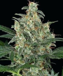 feuille-d'or-cannabis-seeds-seedking.com
