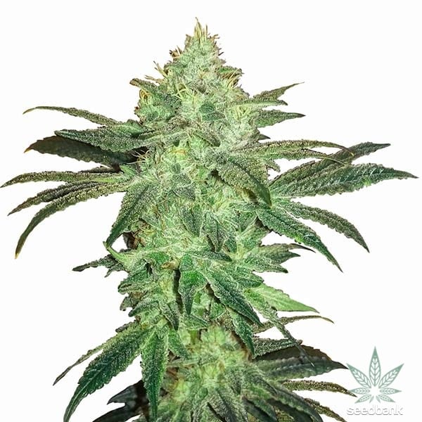 Gorilla Glue #4 - Buy Cannabis Seeds from The Original Sensible