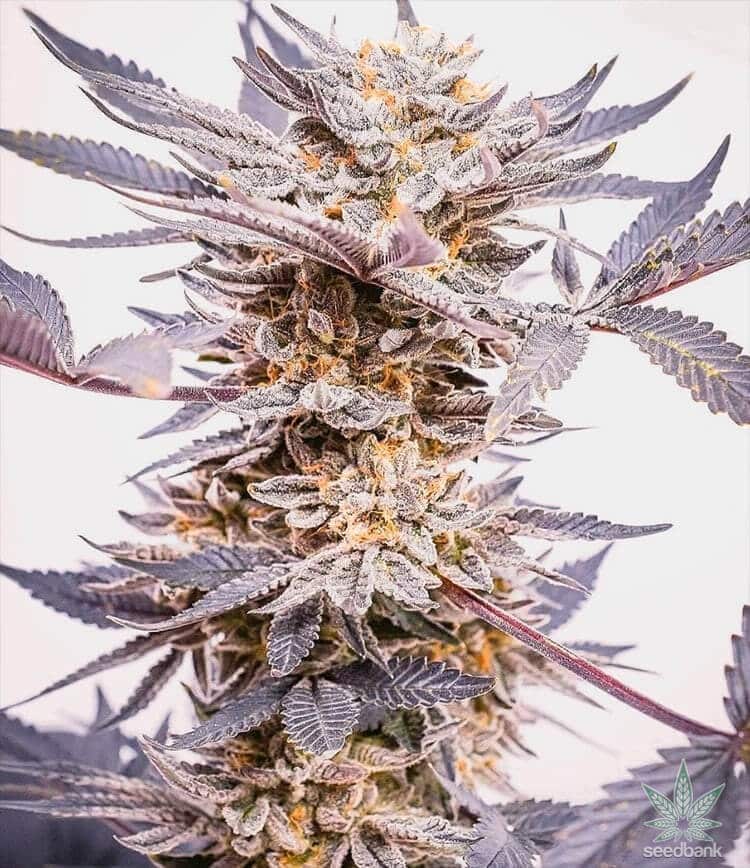 Grand Daddy Purple CBD Hemp Flower