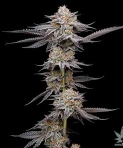 Granddaddy Purple-Sorte