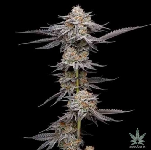 Granddaddy Purple-Sorte