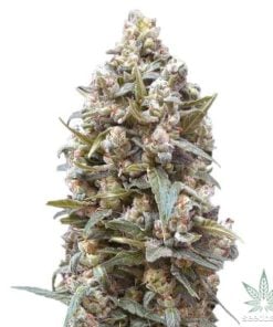 GSC Seeds (Pfadfinder-Kekse)