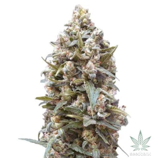 Semillas GSC (Galletas Girl Scouts)