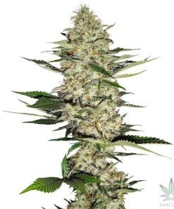 hindu kush seeds