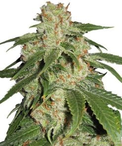 feminized jack herer cannabis seeds