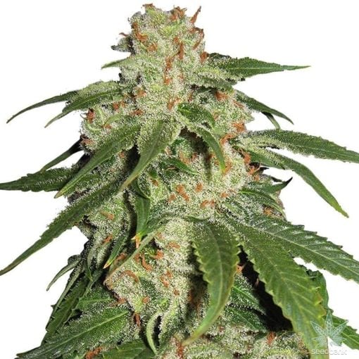 feminized jack herer cannabis seeds