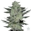 feminisierte Jack-Herer-Samen