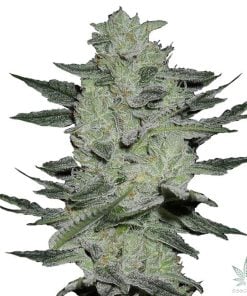 semillas feminizadas de jack herer