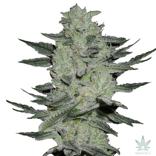 semillas feminizadas de jack herer