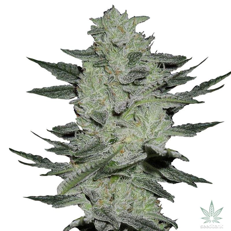 Auto Jack Hair strain > Bulk Seed Bank ▷ THC 15-20%