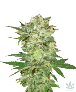 mazar-kush-seed-king-seeds-usa