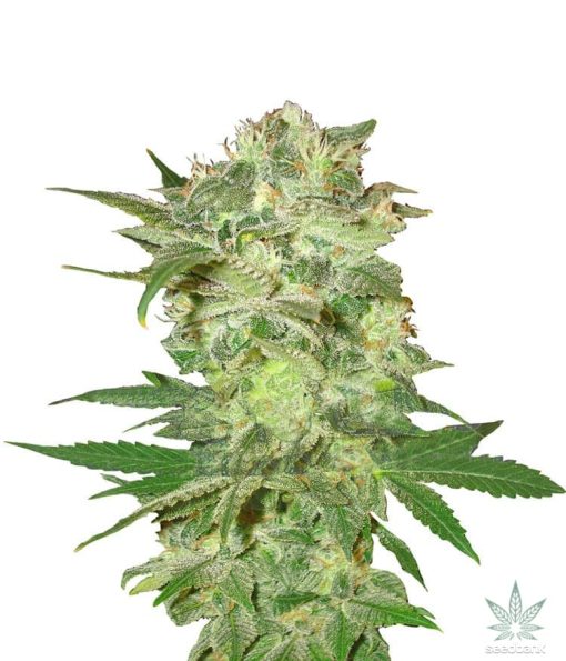 mazar-kush-seed-king-seeds-usa