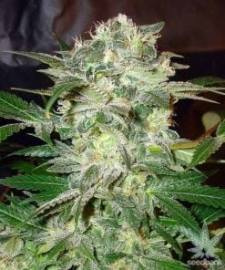 mazar-kush-seed-king-seeds-usa-online