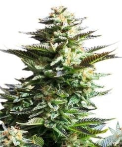 productos-semillas-fuego-blanco-alien-kush-1-600x600