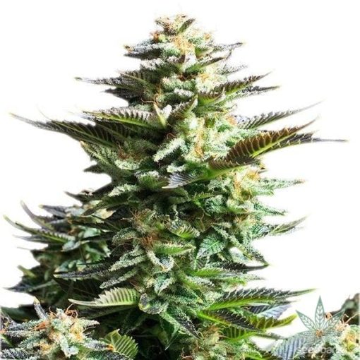 productos-semillas-fuego-blanco-alien-kush-1-600x600