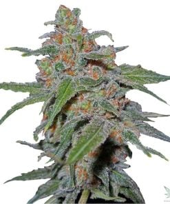 purple-urkle-02