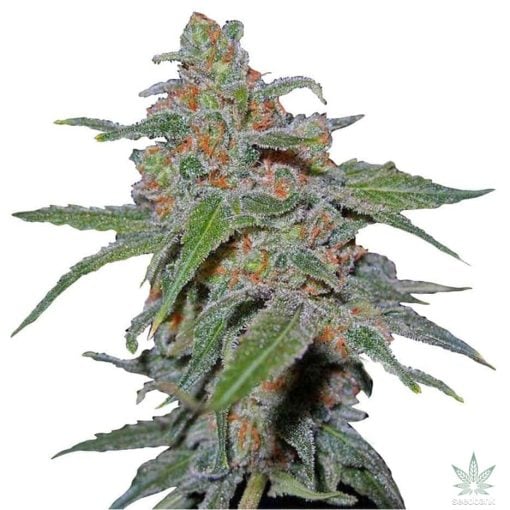 urkle-morado-02