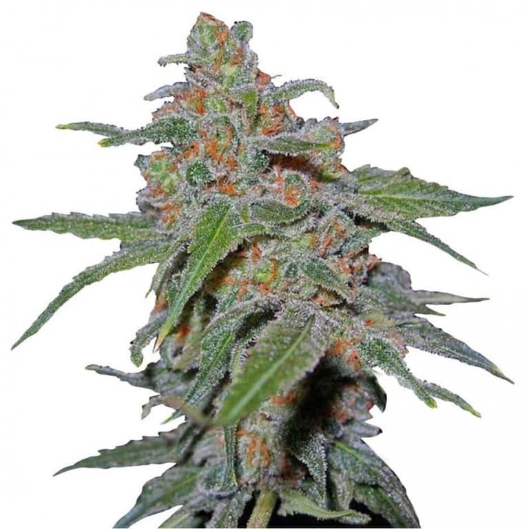 purple urkle weed purple urkle weed