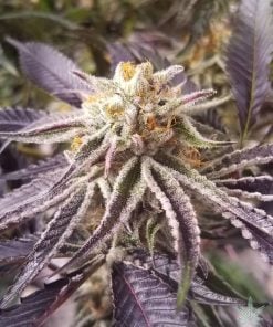 Semillas feminizadas de Purple Punch