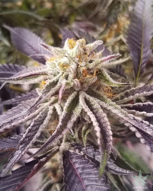 feminized Purple Punch Seeds