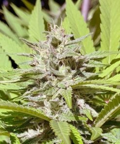 Purple Punch Strain Seed King feminisiert Purple Punch Seeds USA