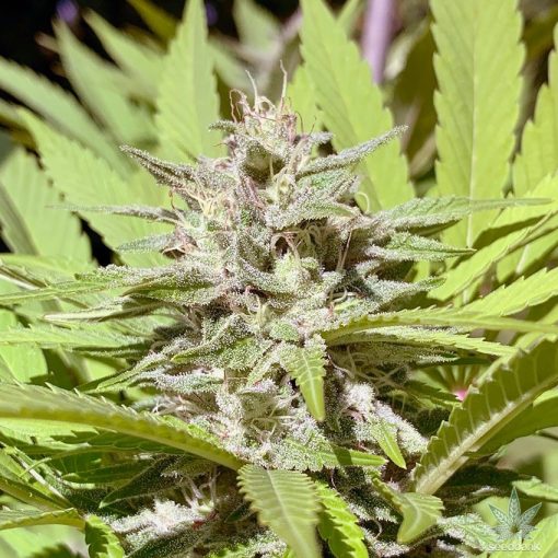 Purple Punch Strain Seed King feminisiert Purple Punch Seeds USA