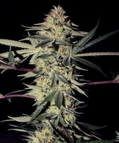 san_fernando_valley_kush_seeds_sfv_kush_seedking.com