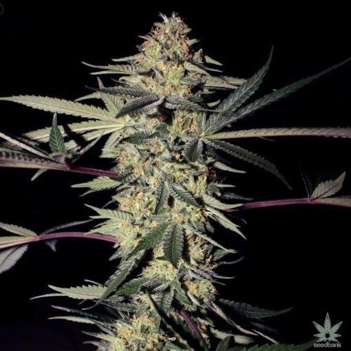 san_fernando_valley_kush_seeds_sfv_kush_seedking.com