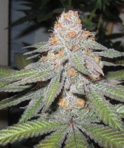 seeds-purple-urkle-3_grande