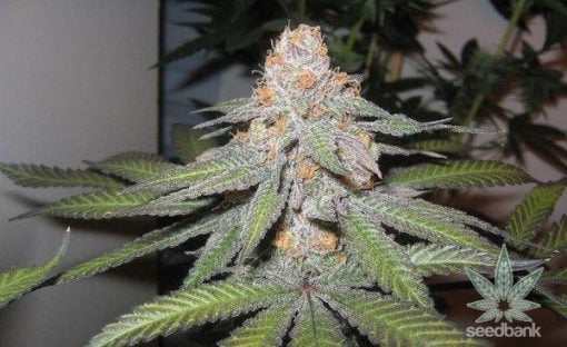 seeds-purple-urkle-3_grande