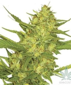 sour diesel seeds