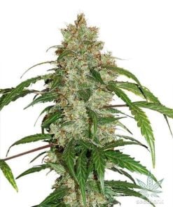 graines de CBD Durban