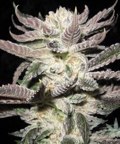 seeds-white-fire-alien-kush-2_grande