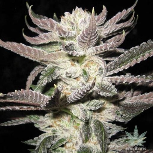 seeds-white-fire-alien-kush-2_grande