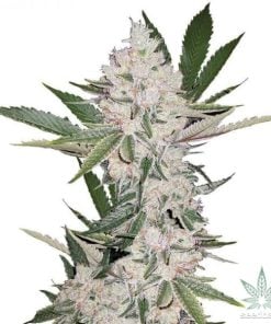 strawberry cough strain