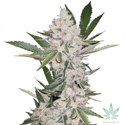 strawberry cough strain