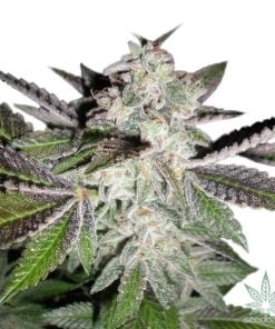 semillas-de-cannabis-sherbert-sunset-1_grande