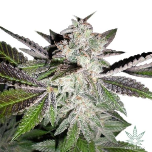 semillas-de-cannabis-sherbert-sunset-1_grande